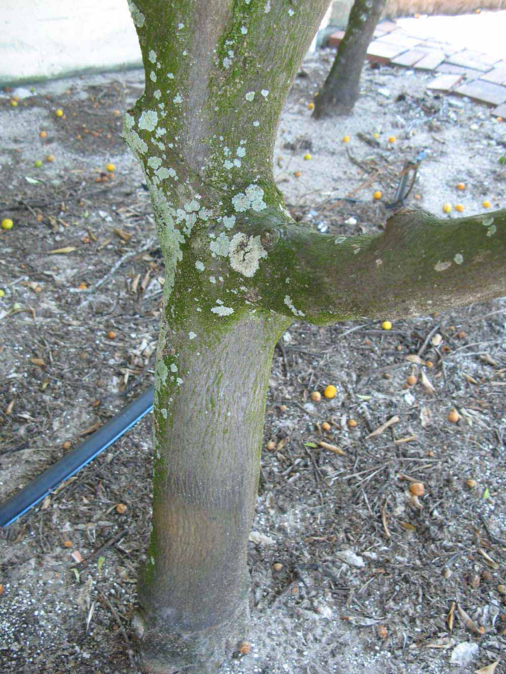              Bark (Winter Haven, FL)       